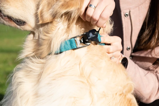 pametna ovratnica spotted pro z magnetnim zapenjanjem in pametnim obeskom pametna ovratnica spotted pro z magnetnim zapenjanjem in pametnim obeskom