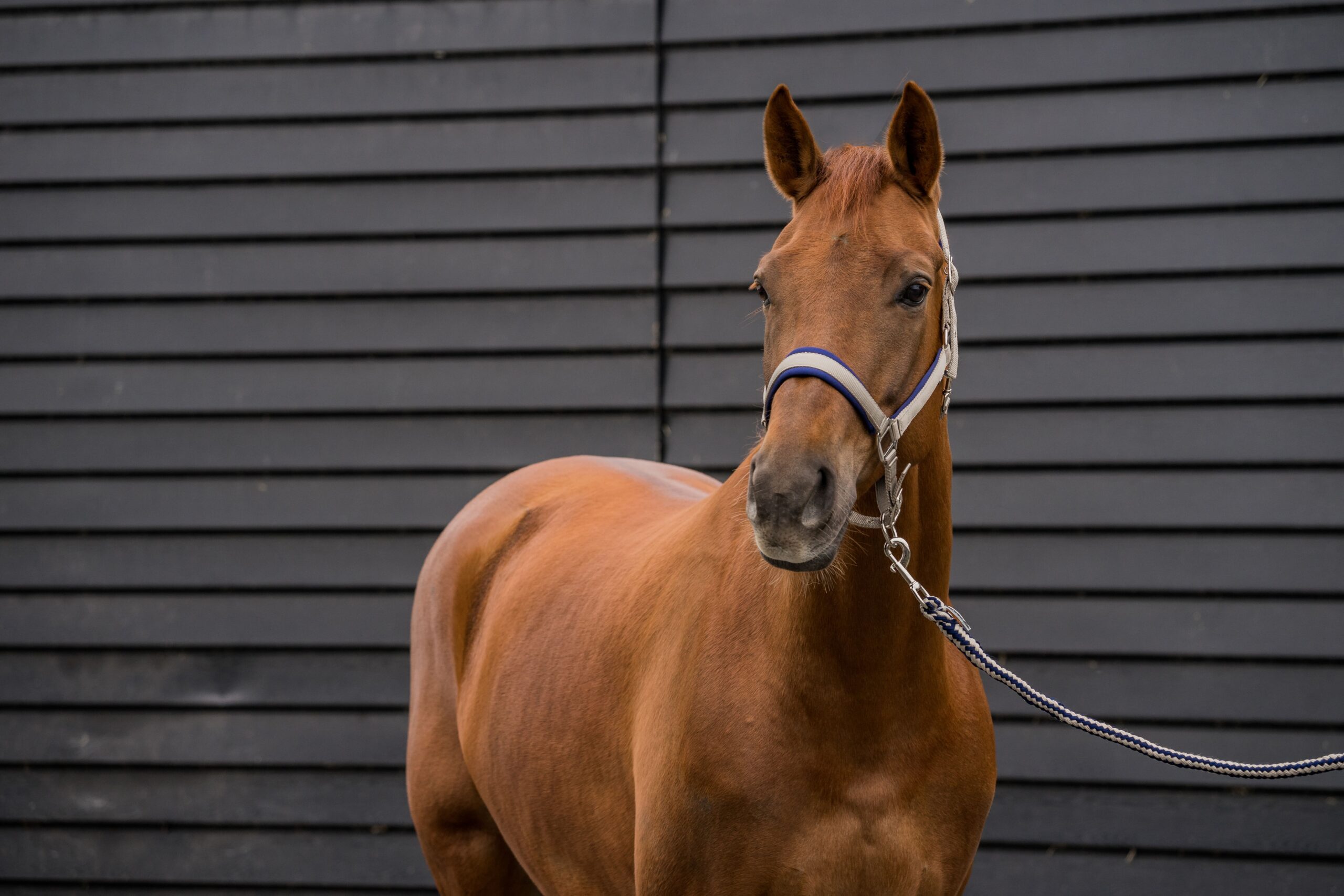 komplet oglavke in povodca neopren komplet oglavke in povodca neopren